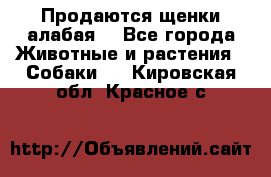 Продаются щенки алабая  - Все города Животные и растения » Собаки   . Кировская обл.,Красное с.